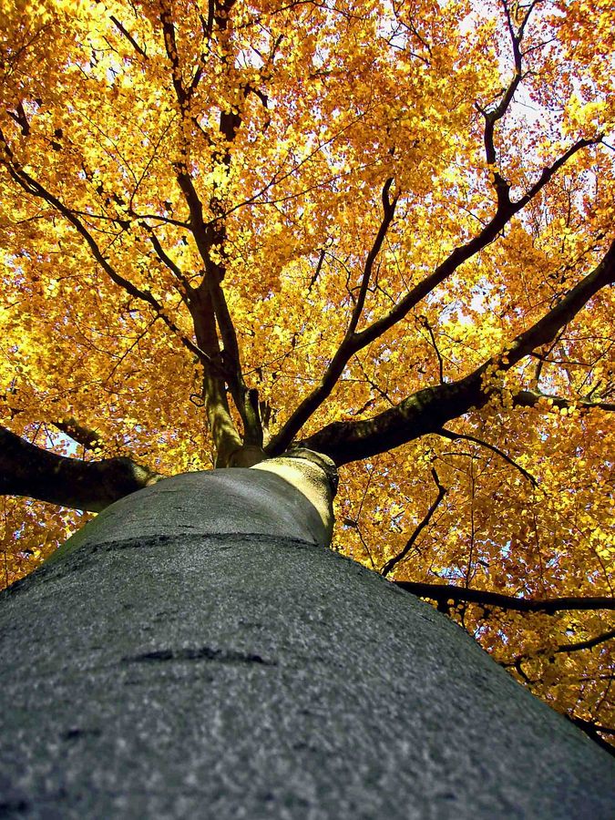 Buche im Herbstkleid