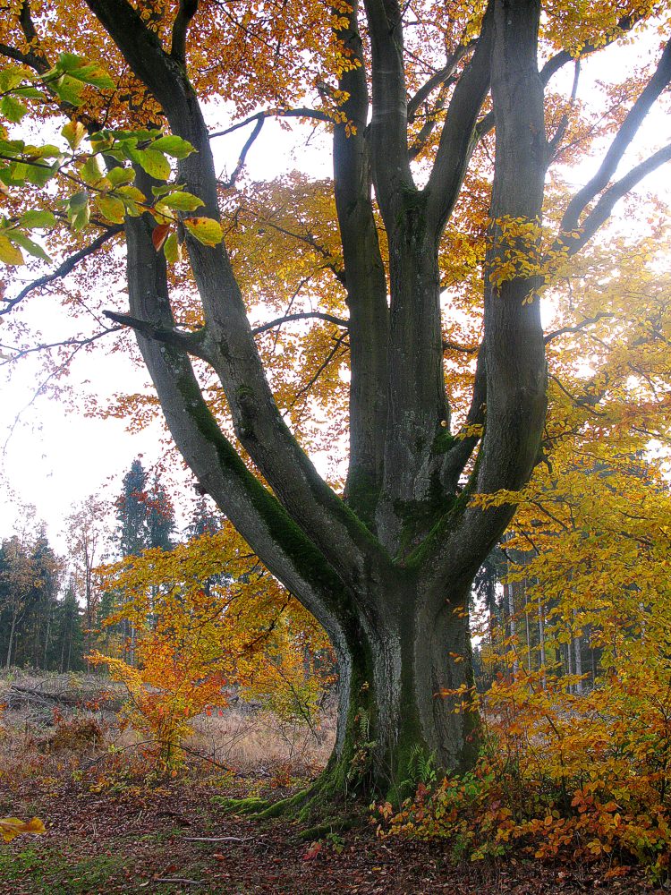 Buche im Herbstkleid