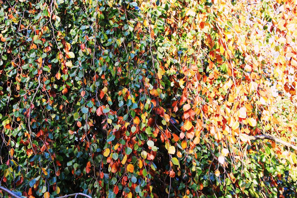 Buche im Herbstkleid