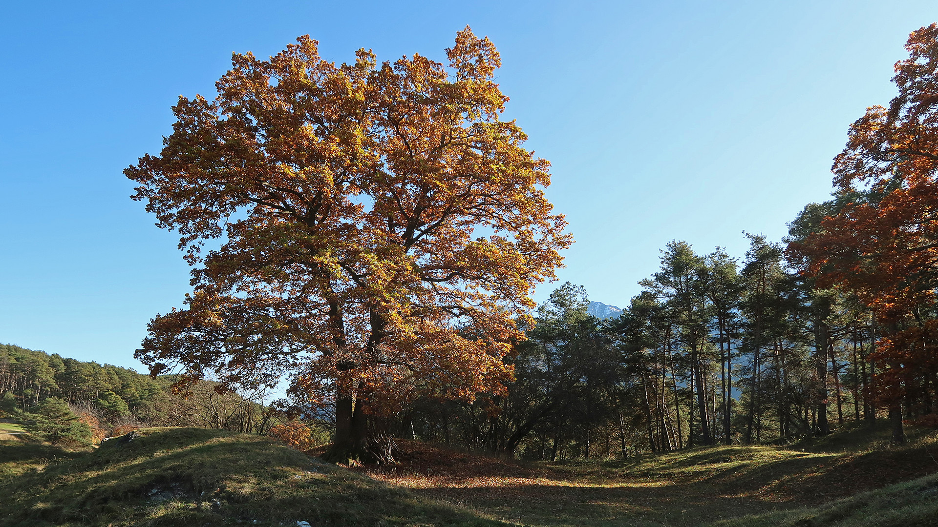 Buche im Herbstkleid