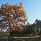 Buche im Herbstkleid