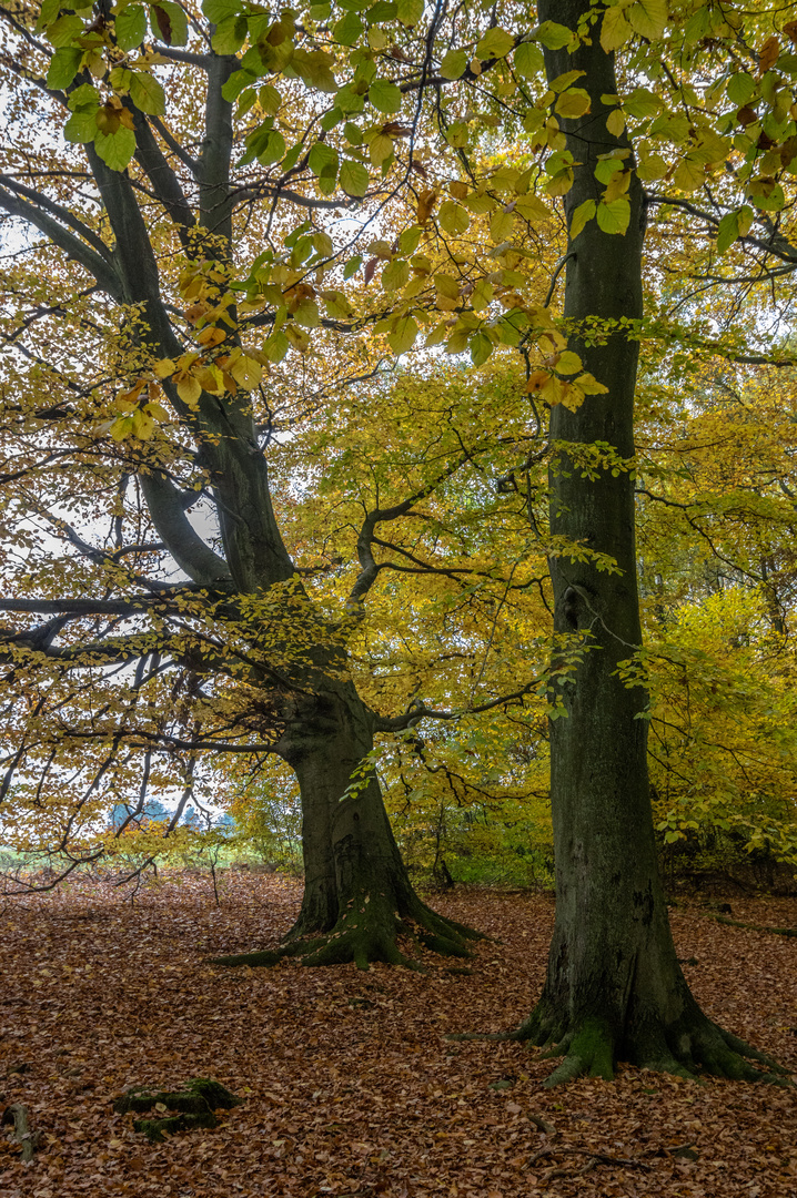 Buche im Herbstkleid