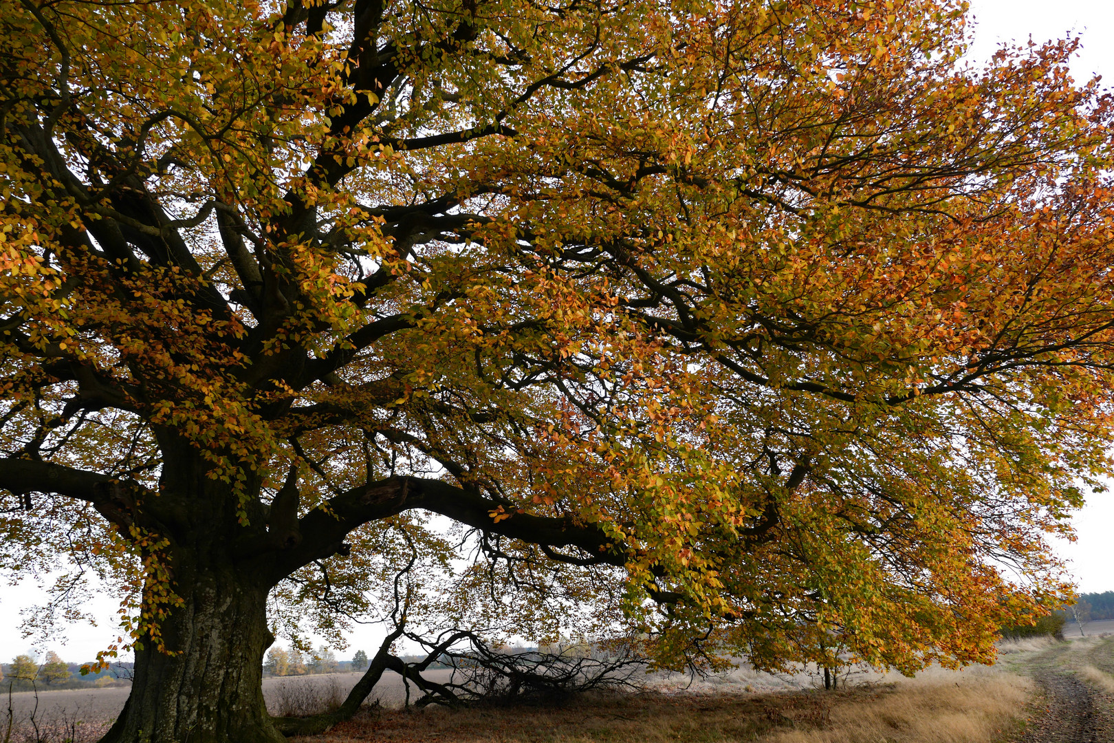 Buche im Herbstkleid