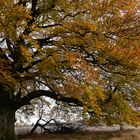 Buche im Herbstkleid