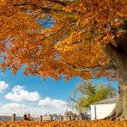 Buche im Herbstkleid