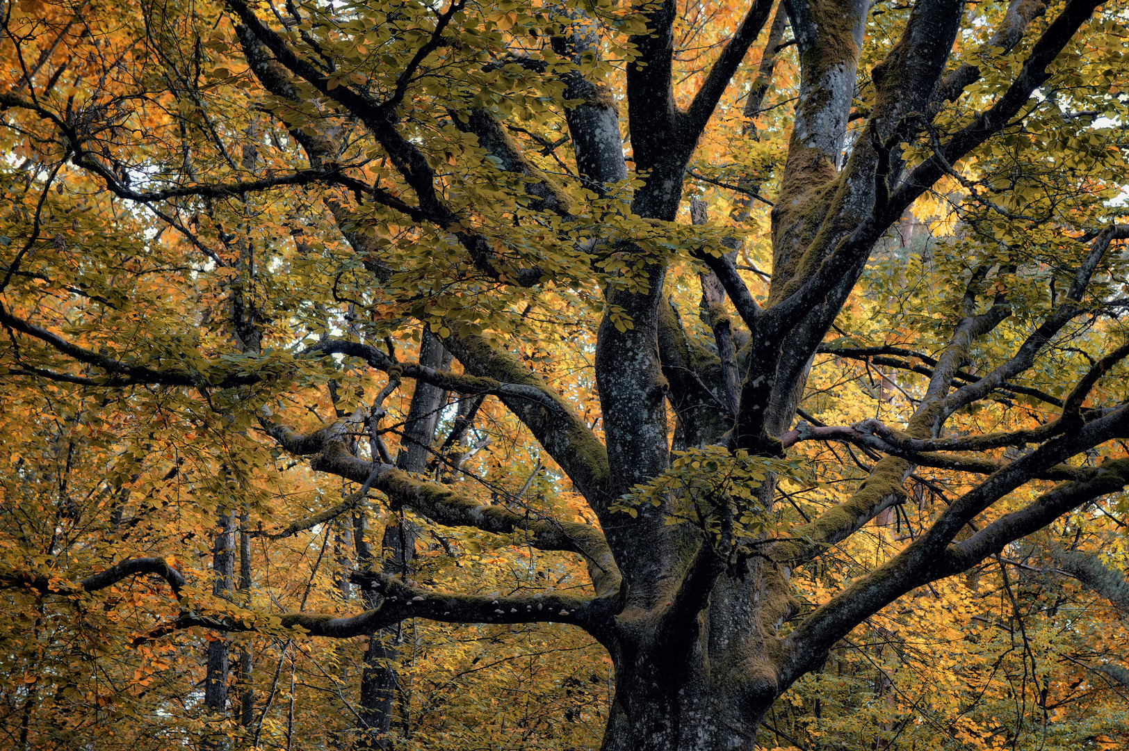 Buche im herbstlichen Gewand