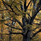 Buche im herbstlichen Gewand