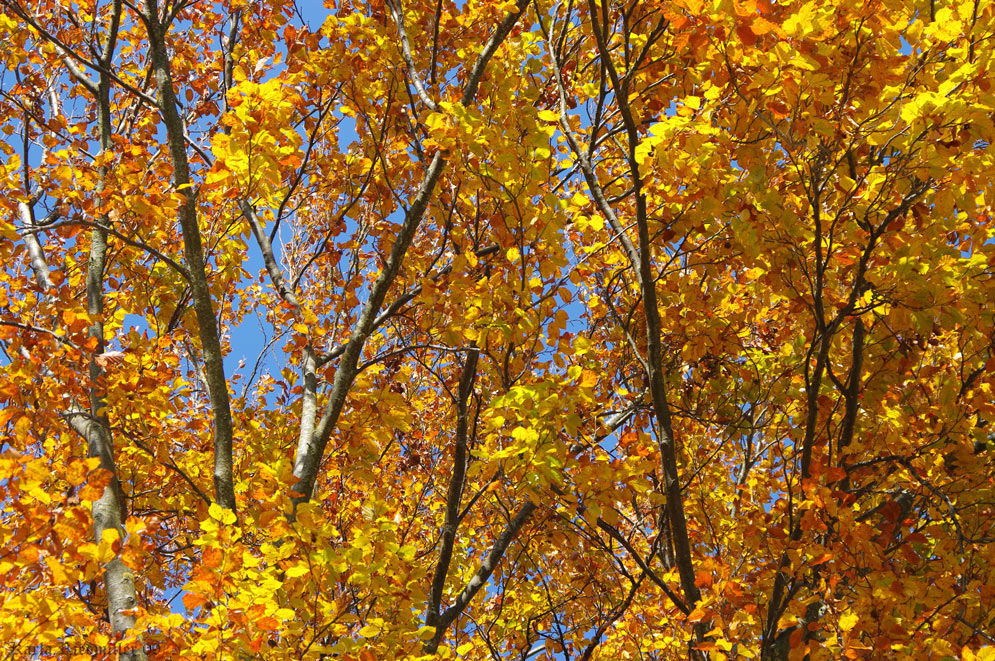 .. Buche im Herbstlicht ...