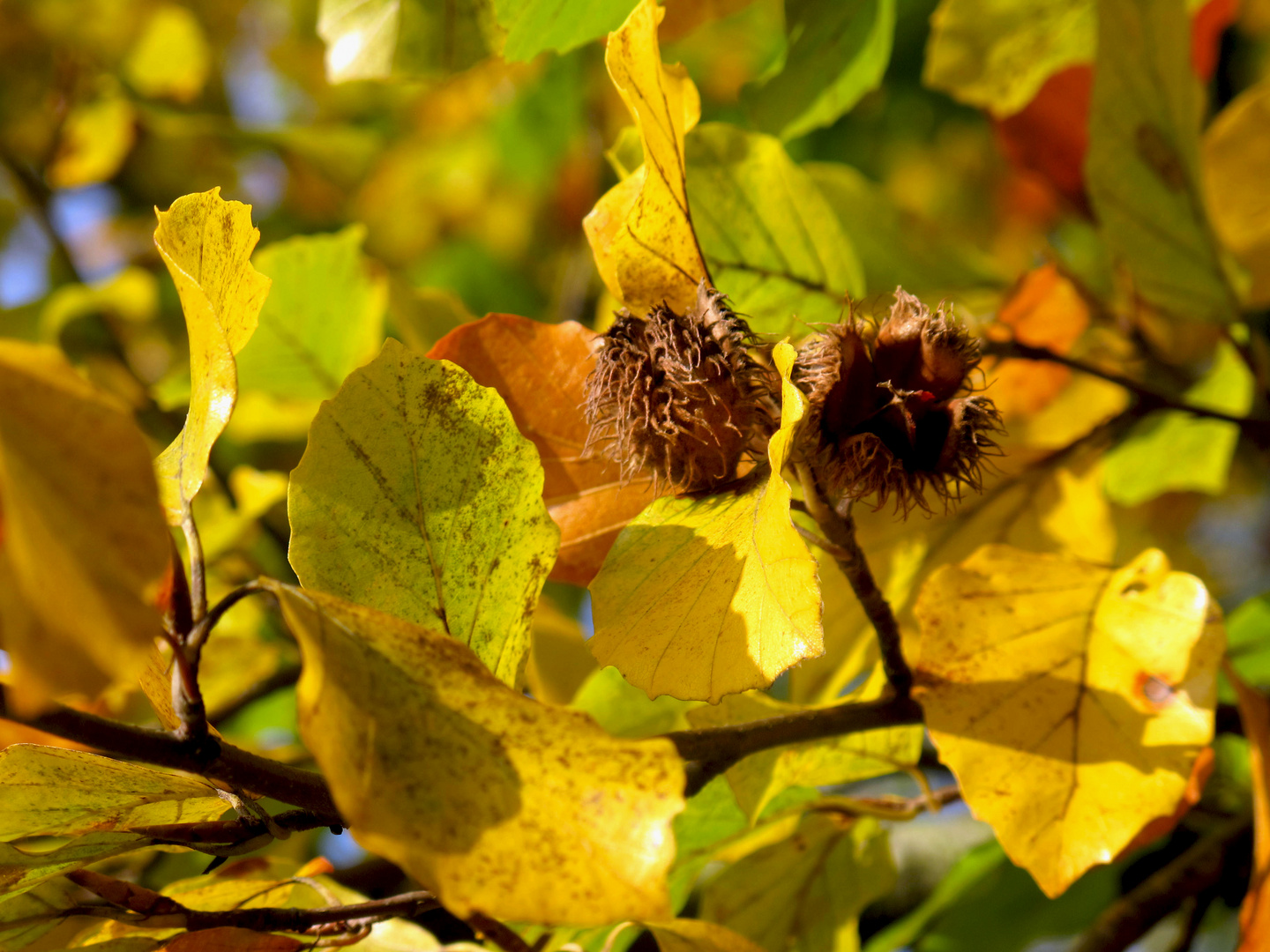 Buche im Herbstzauber