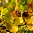 Buche im Herbstzauber