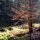 Buche im Kiefernwald