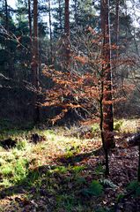 Buche im Kiefernwald