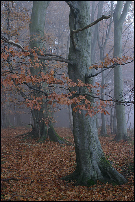 Buche im Nebel