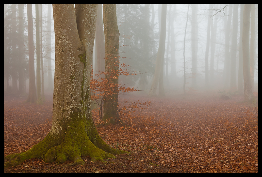 buche im nebel...