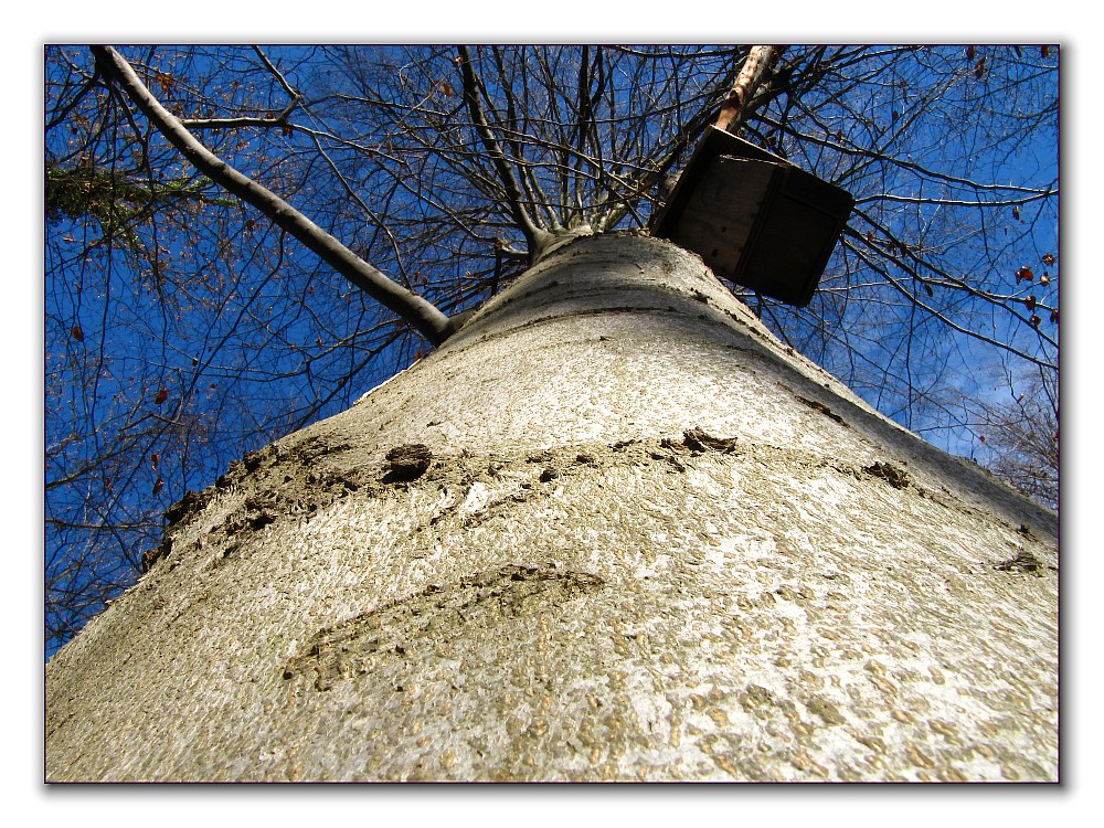 Buche im Novemberwald: kahle Äste, leeres Vogelhaus