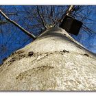 Buche im Novemberwald: kahle Äste, leeres Vogelhaus