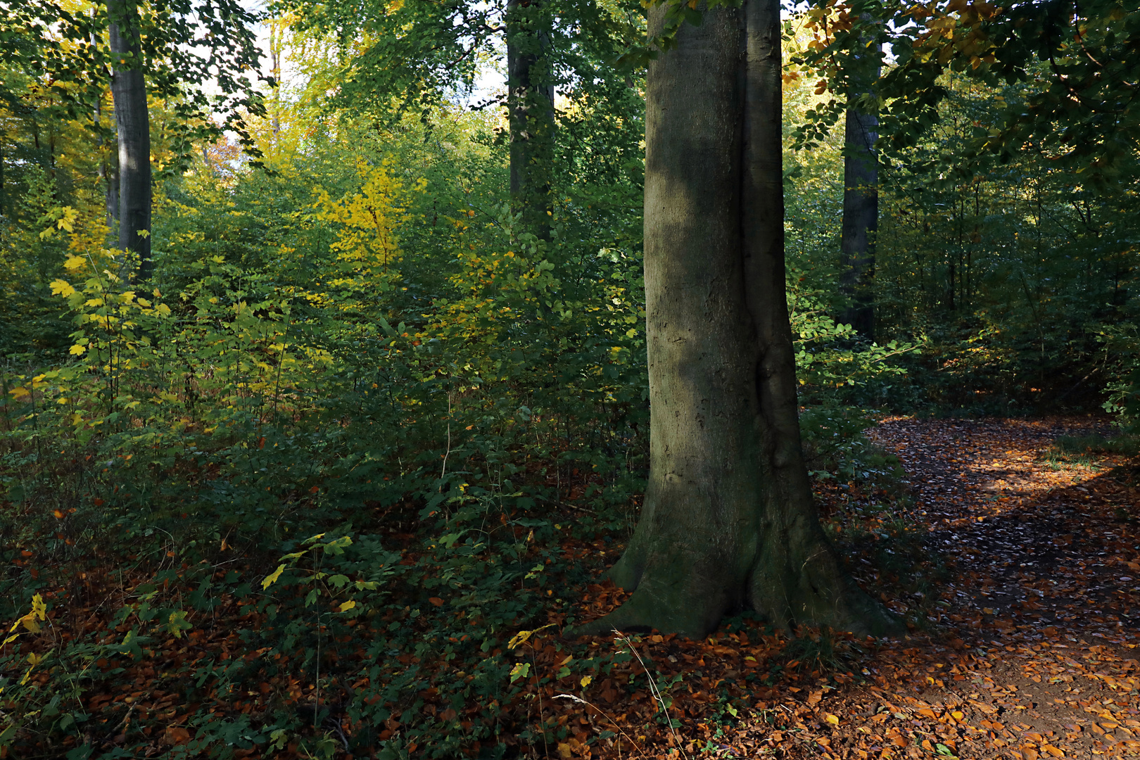 Buche im Ölper Holz