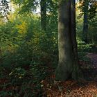 Buche im Ölper Holz