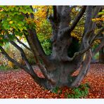 Buche im Park