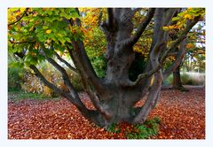 Buche im Park