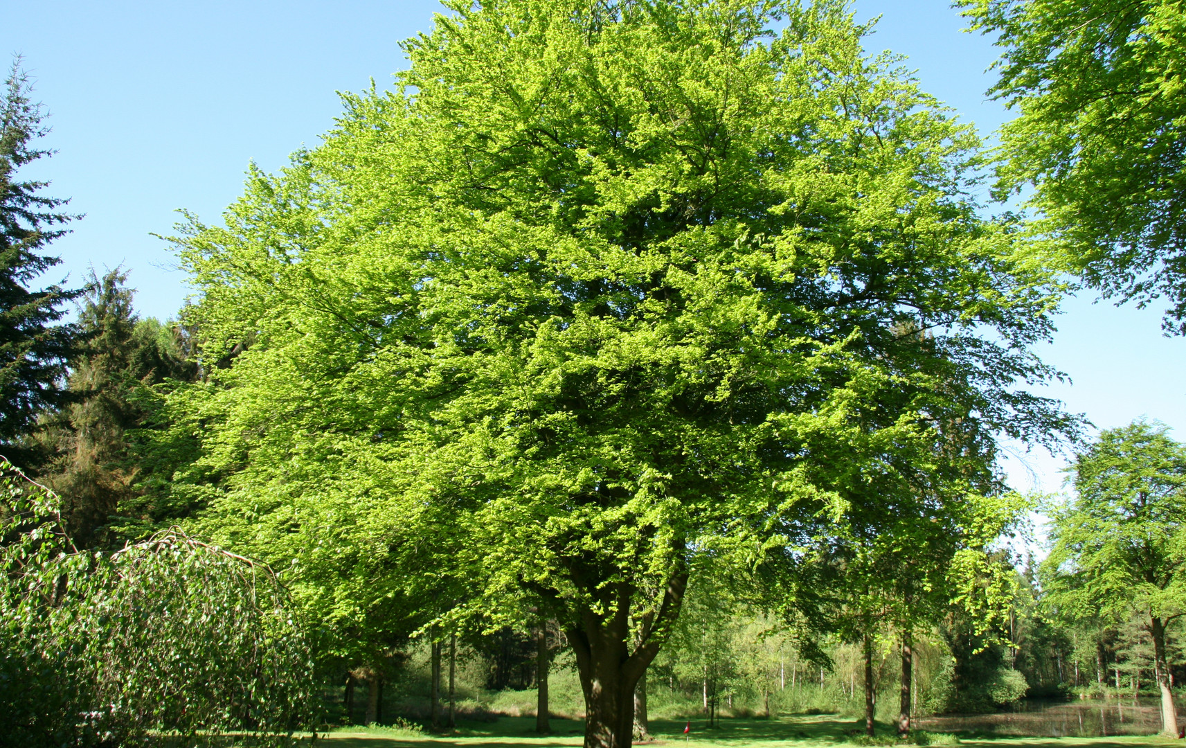 Buche im Sommer