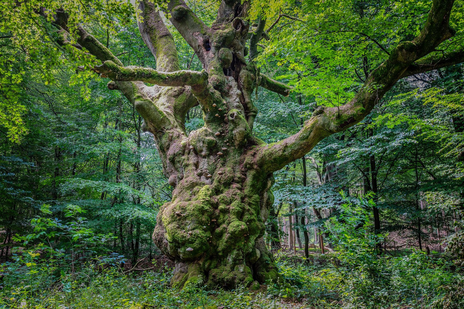 Buche im Tinner Loh bei Haren im Emsland