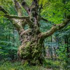 Buche im Tinner Loh bei Haren im Emsland