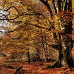 Buche im Urwald Sababurg