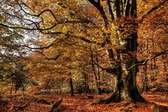 Buche im Urwald Sababurg