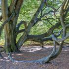 Buche im Urwald Sababurg