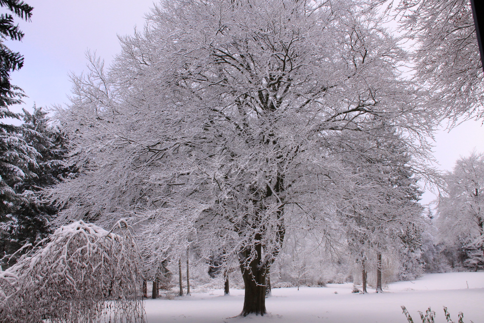 Buche im Winter