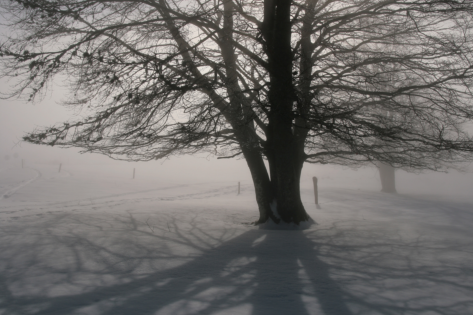 Buche im Winter