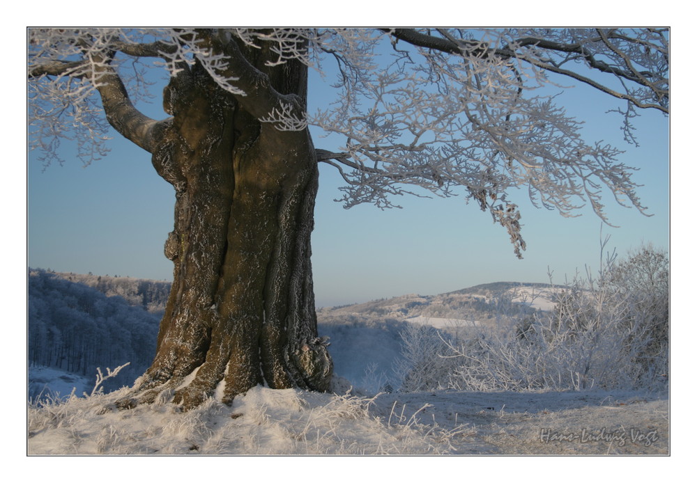 Buche im Winter Foto & Bild pflanzen, pilze & flechten, bäume