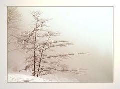 Buche im Winternebel 26.02.2006