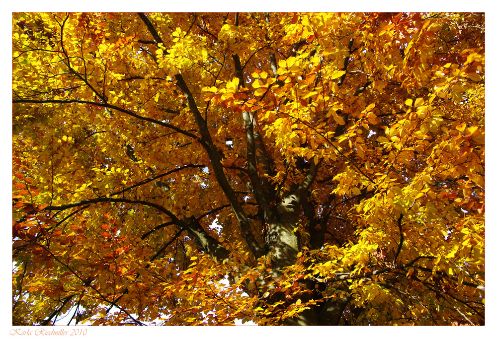 .... Buche in der Herbstsonne ....