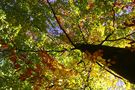 Buche in Herbstfarben. von Willi Schmitz