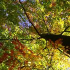 Buche in Herbstfarben.