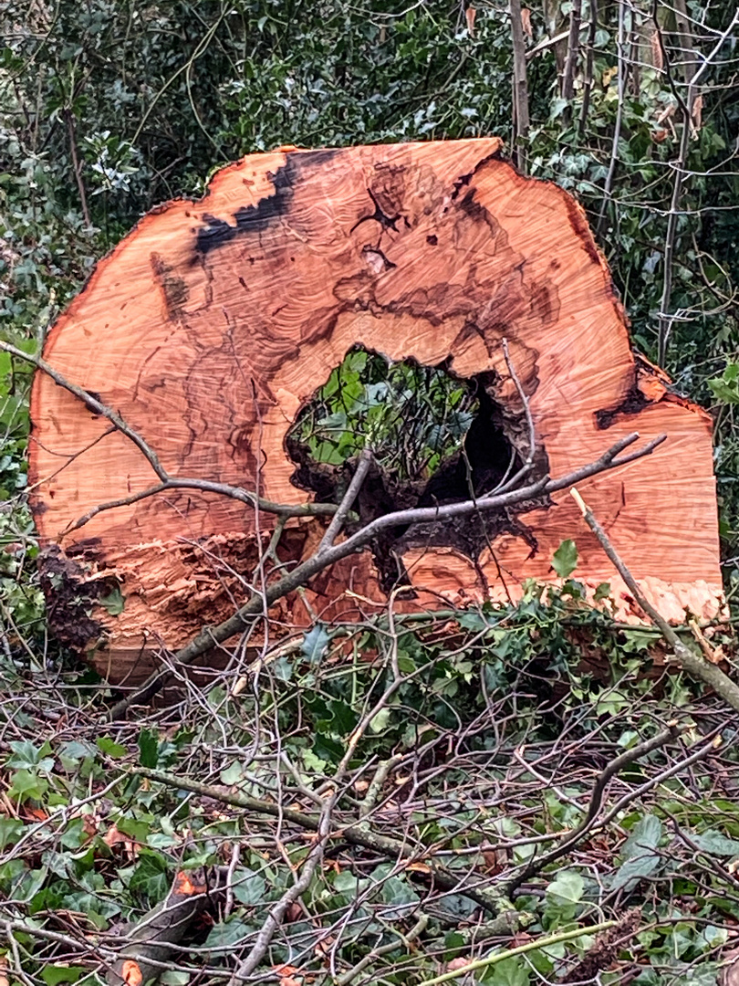 Buche mit Durchblick