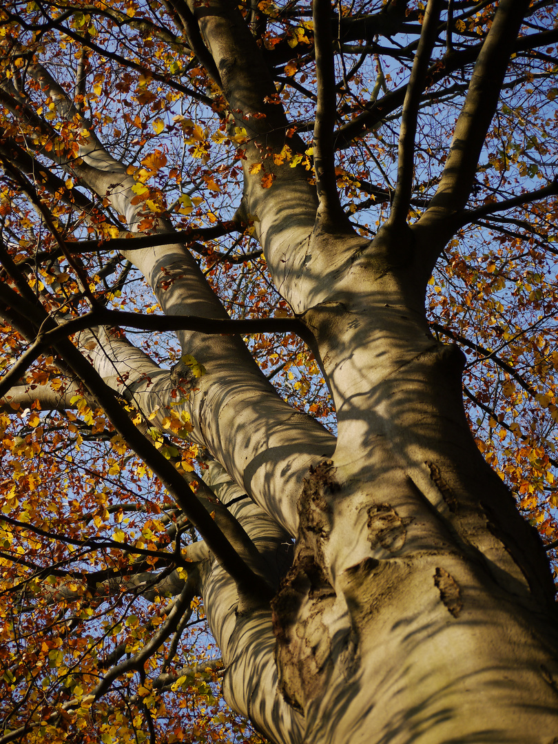 Buche mit Herbstlaub