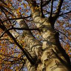 Buche mit Herbstlaub