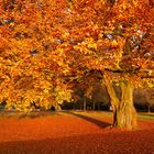 Buche mit Herbstlaub im Morgenlicht