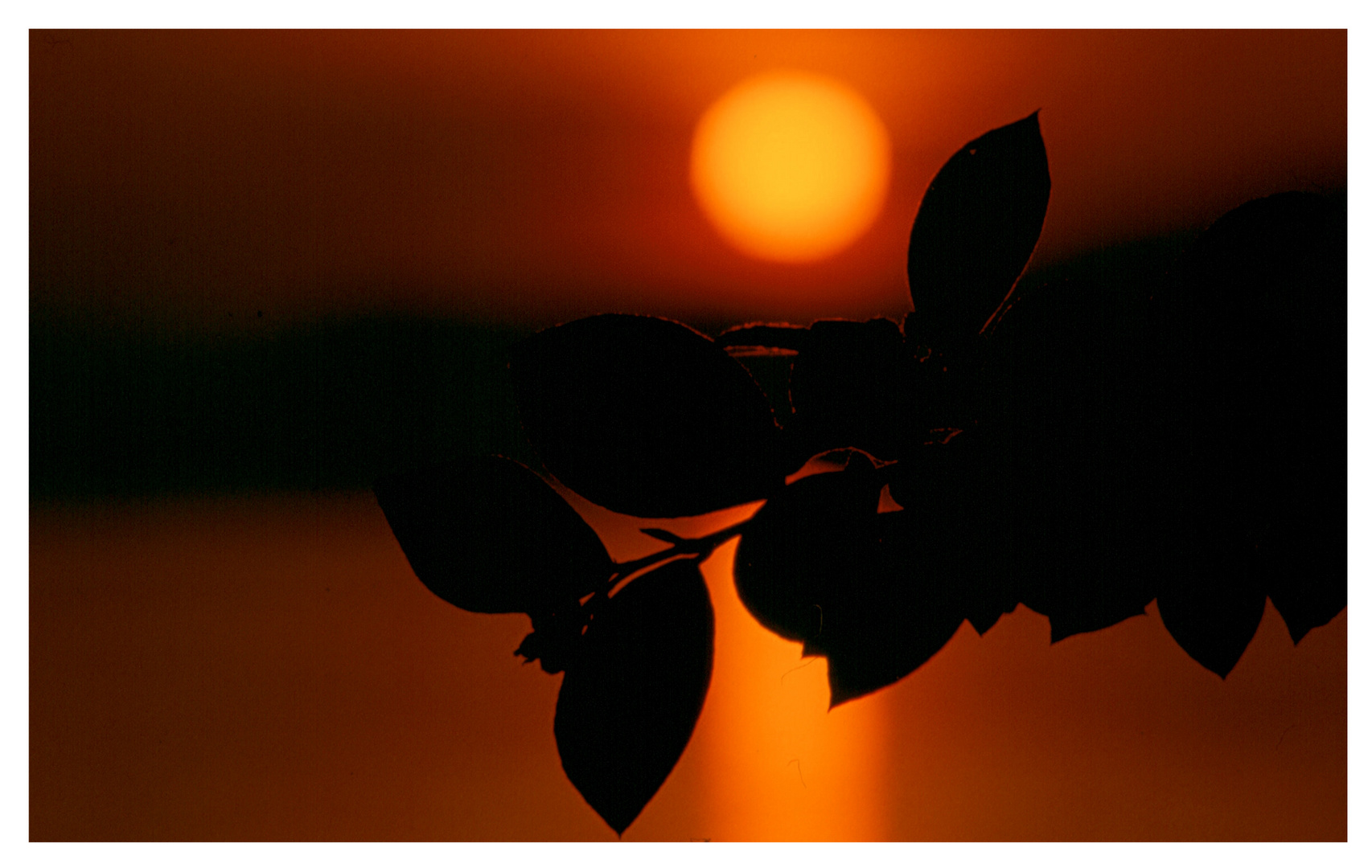 Buche mit Sonnenuntergang in Montreux Suisse