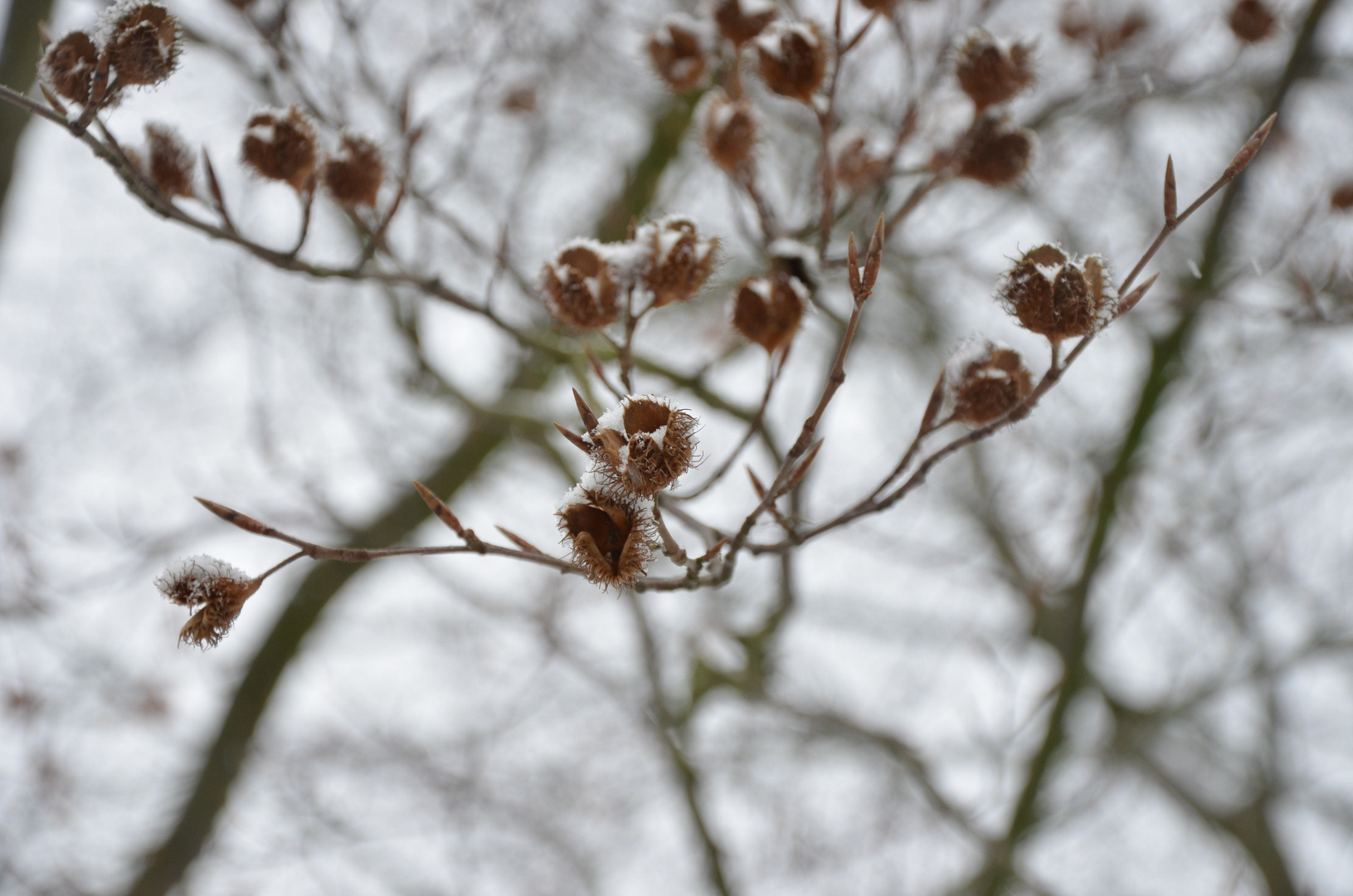 Buche unter Schnee