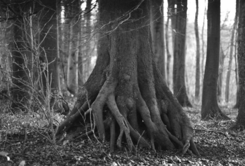 Buche versucht Mangrove zu werden.