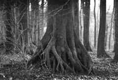 Buche versucht Mangrove zu werden.