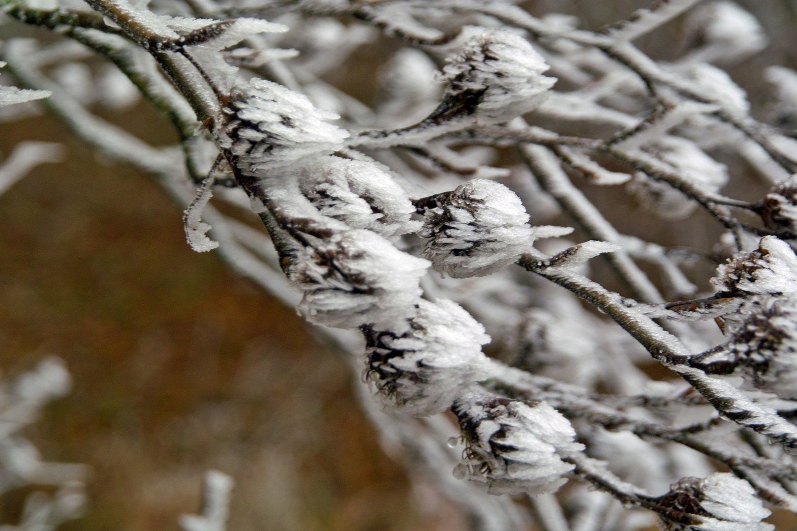 Bucheckern auf Eis