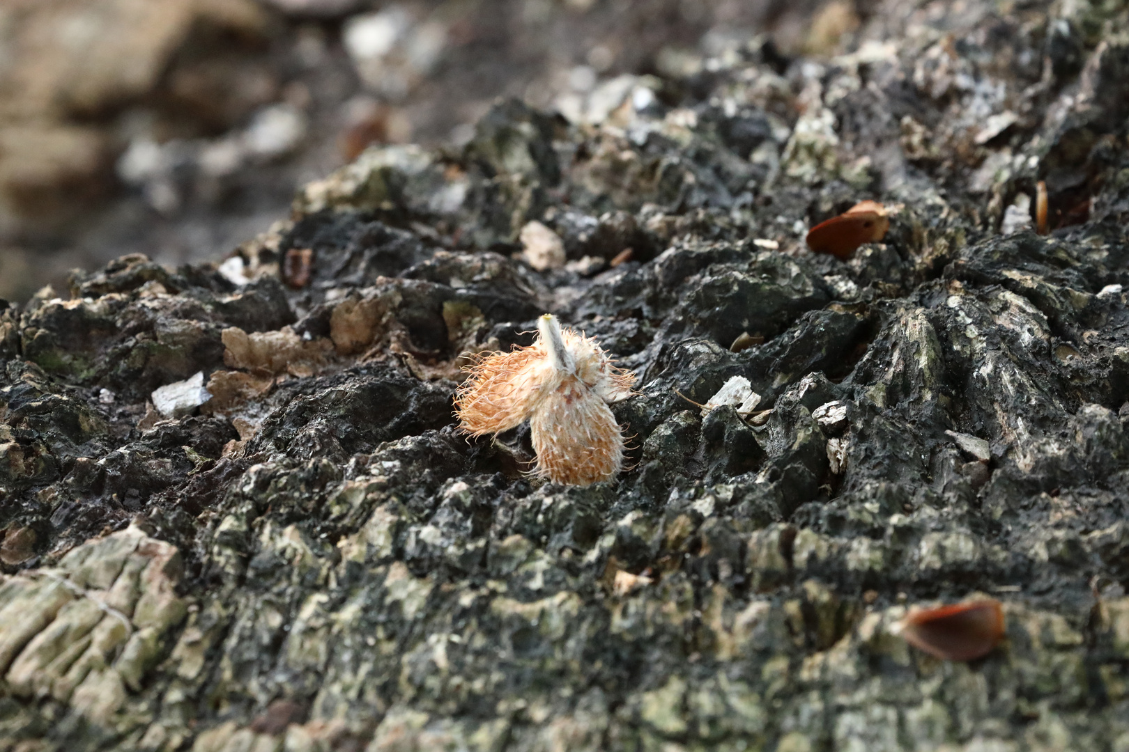 Bucheckern auf unfruchtbaren Boden