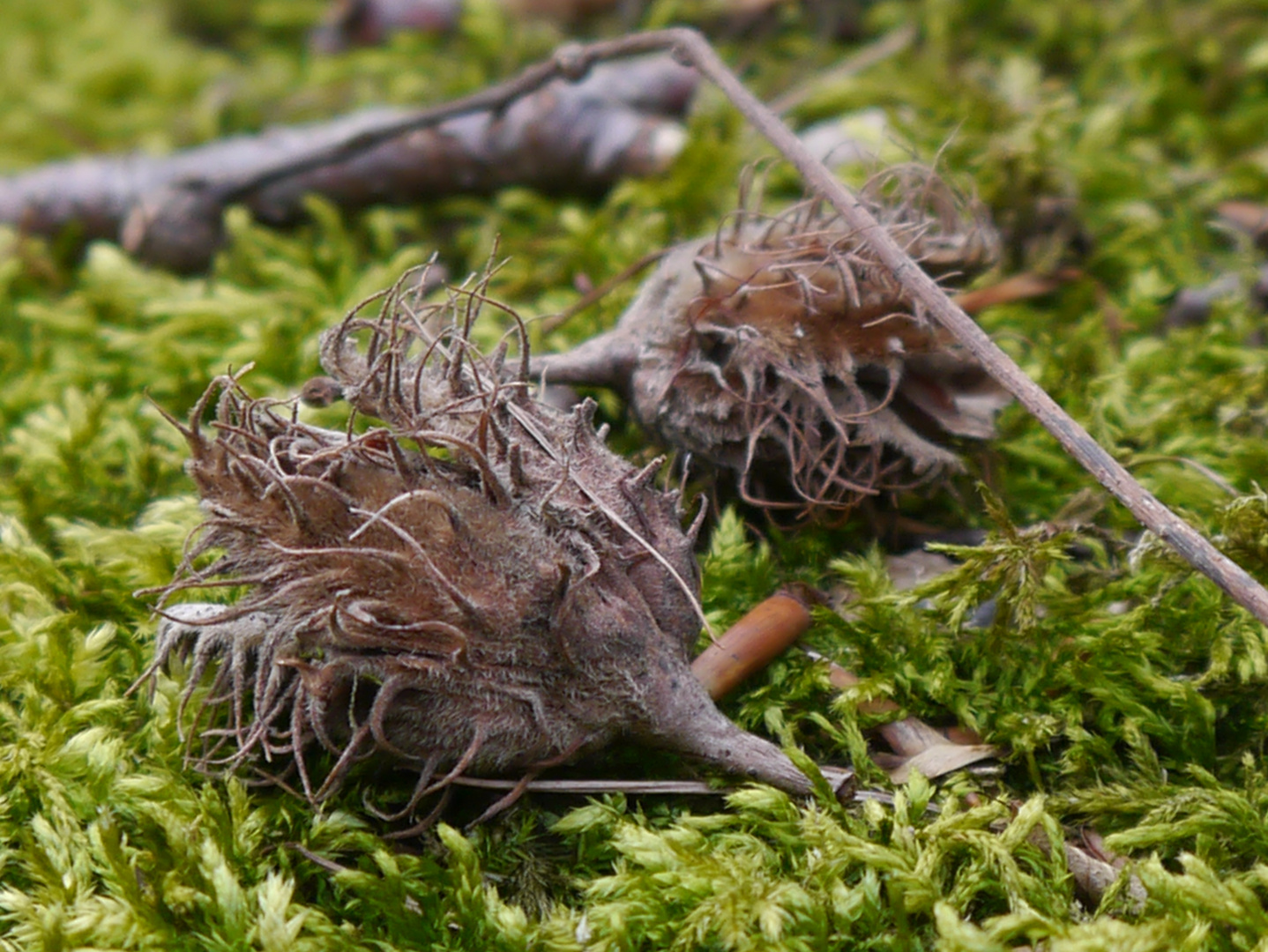 Bucheckern im Grünen