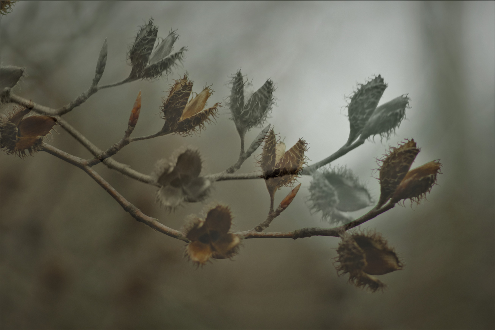 Bucheckern im Herbst