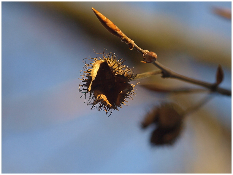 Bucheckern im Winter